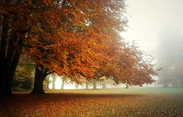 Picture autumn, fog, Park, morning, the crowns of the trees., a carpet of leaves
