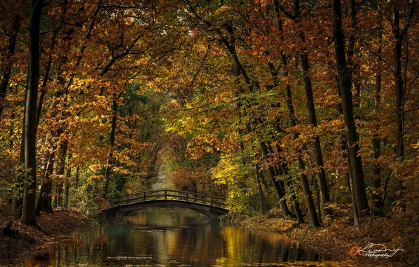 Picture autumn, forest, bridge, nature, Park, river