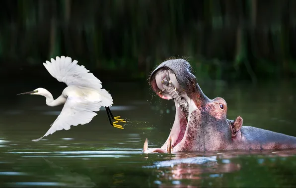 Face, flight, bird, mouth, Hippo, pond, Heron
