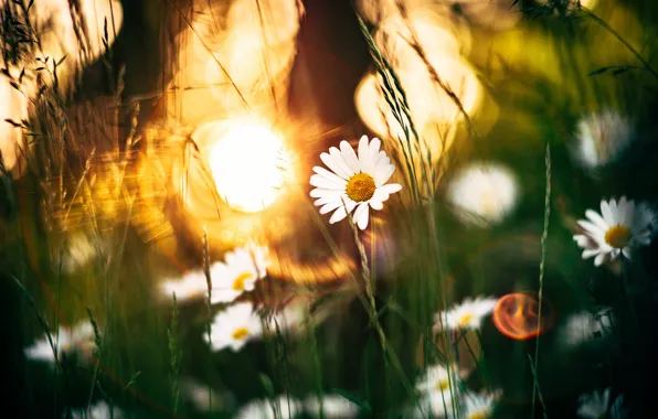 Picture the sun, rays, light, flowers, glade, chamomile, green background, bokeh