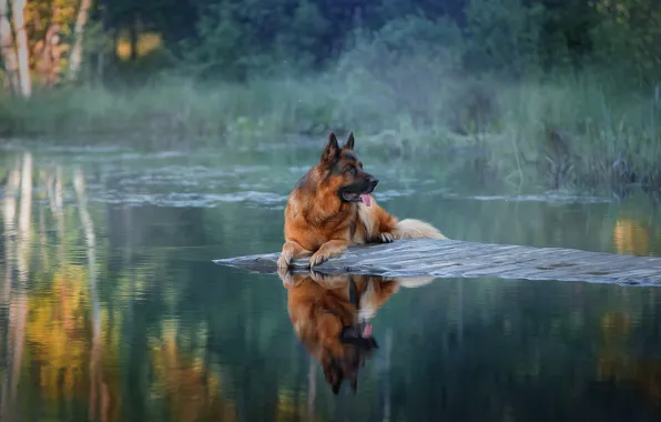 Picture water, landscape, nature, dog, dog, Svetlana Pisareva