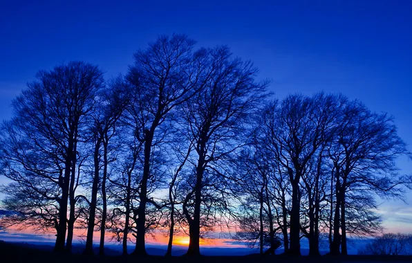Field, the sky, trees, sunset, orange, The evening, twilight, blue