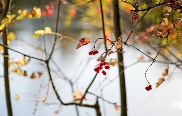 Picture abstract, autumn, berries
