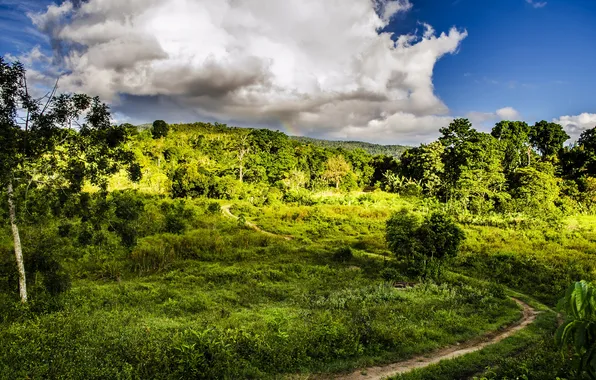 Greens, the sky, grass, clouds, trees, Brazil, path, the bushes