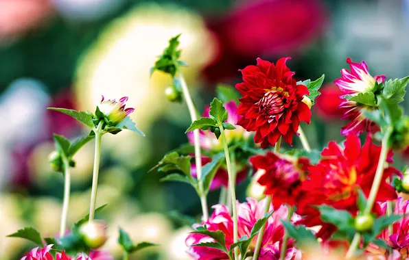 Petals, pink, flowering, dahlias