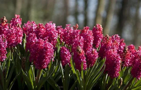 Picture flowers, a lot, hyacinths