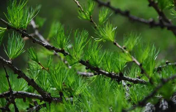 Needles, branch, larch