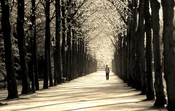Park, male, alley, Trees, People and Scenery, Path, Sepia, Nature Landscape