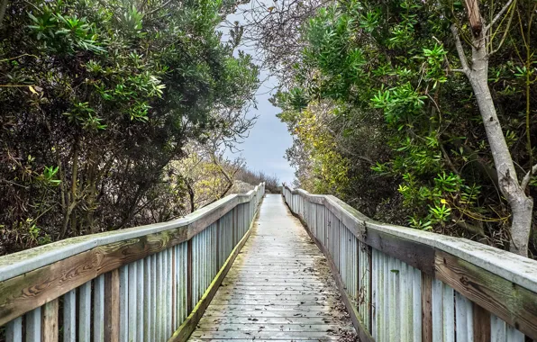 Cloudy, boardwalk, marshy ground