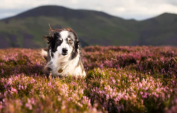 Picture nature, dog, meadow, walk, Heather, The border collie