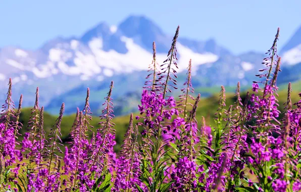 Picture the sun, flowers, mountains, France, Alps, meadow, France, bokeh