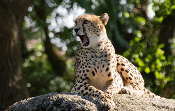 Picture cat, Cheetah, yawns.stone