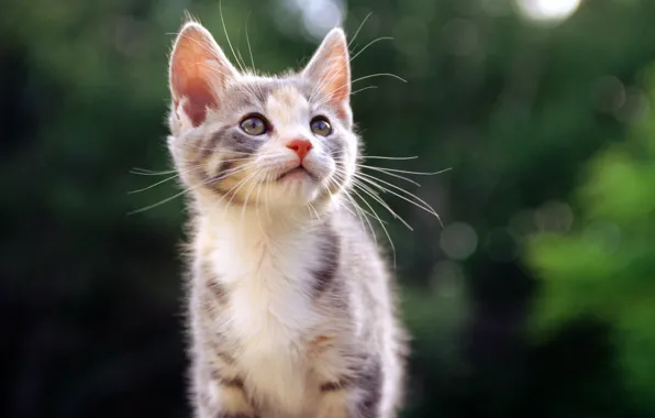 Look, nature, Kitty