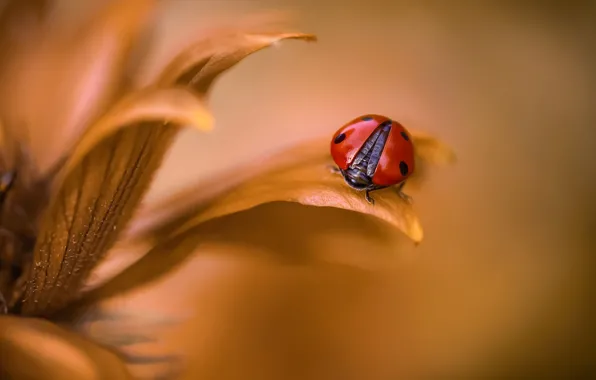 Picture macro, nature, sheet, ladybug