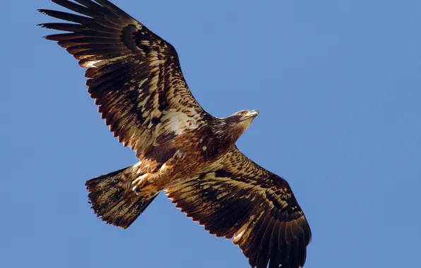 Freedom, flight, bird, wings, predator, Eagle, stroke