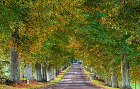Road, autumn, trees, Sweden