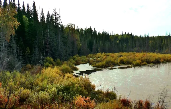 Forest, nature, swamp, taiga, Siberia