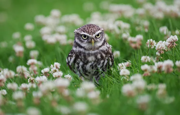Summer, look, flowers, owl, bird, glade, spring, clover