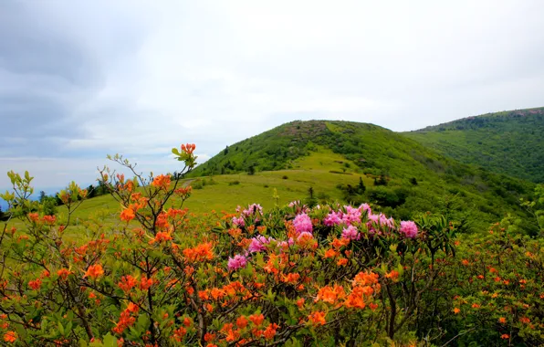 The sky, trees, flowers, mountains, USA, the bushes, Carolina, Rhododendrons