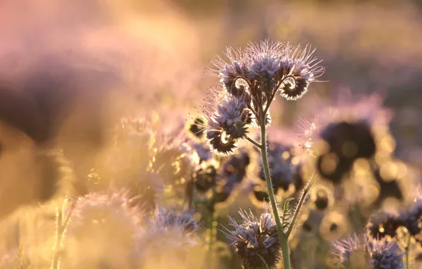 Light, flowers, field, lilac, bokeh, phacelia