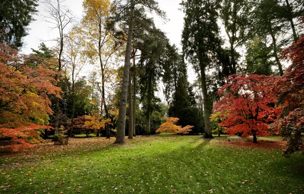Picture autumn, grass, leaves, trees, Park, UK, Westonbirt Arboretum