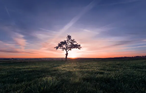 Picture field, trees, sunset