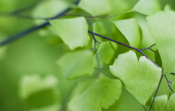 Greens, leaves, macro, nature, sprig, plant, Ginkgo biloba