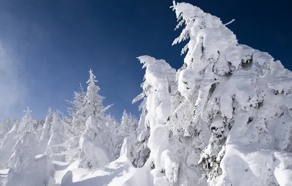Winter, forest, the sky, snow, trees, spruce
