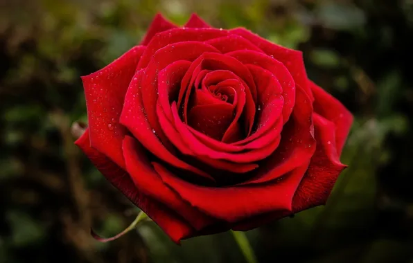 Picture flower, macro, red, rose, petals, Bud, (с) Natasa Opacic