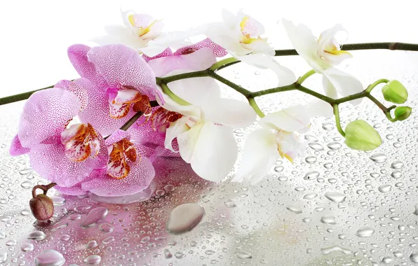 Picture glass, water, flowers, droplets, Orchid