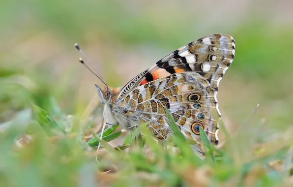 Picture grass, butterfly, blur