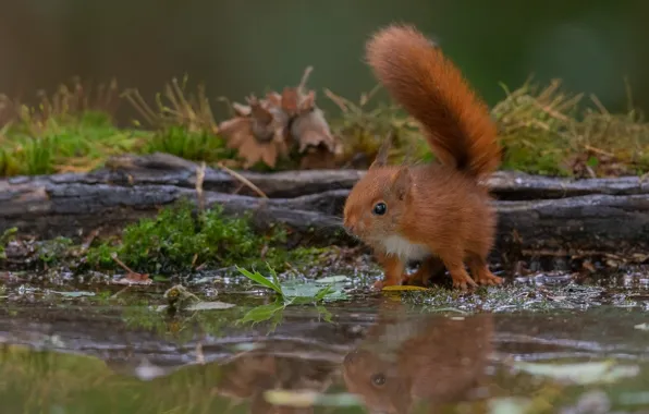 Look, reflection, protein, red, log, pond, squirrel