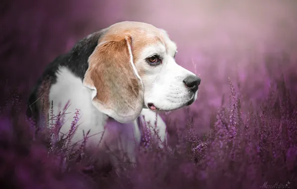 Picture face, dog, bokeh, Heather, Beagle