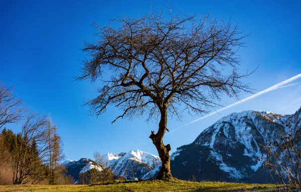 Picture the sky, mountains, tree