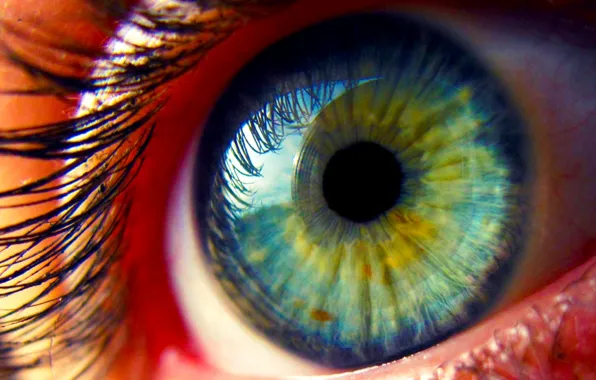 Eyes, eyelashes, the pupil