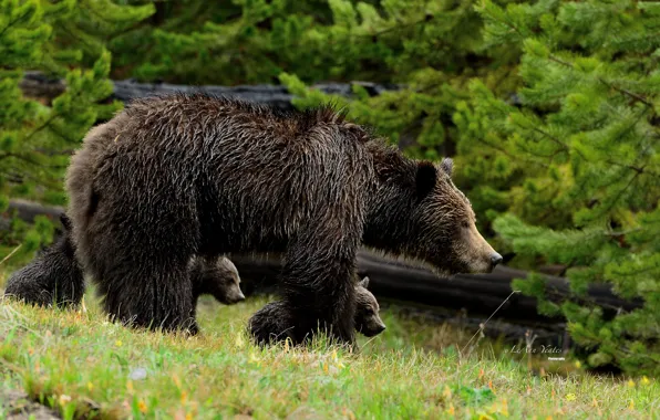 Picture walk, bears, grizzly, bear, motherhood