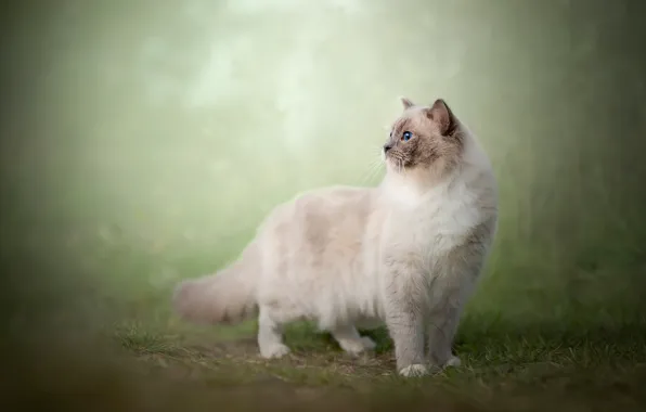 Cat, grass, cat, look, nature, fog, background, glade