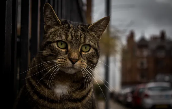 Picture cat, look, face