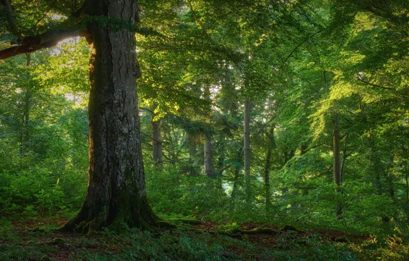 Greens, forest, summer, trees, branches, tree, foliage, spruce