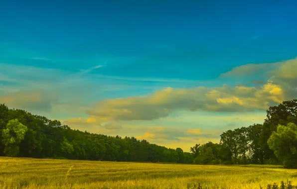 Field, forest, summer, the sky, clouds, blue, meadow, space