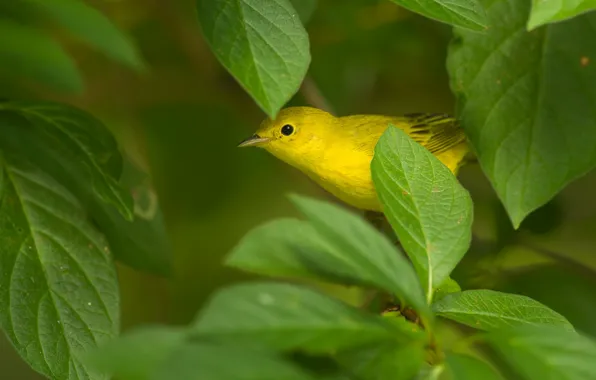 Leaves, yellow, bird