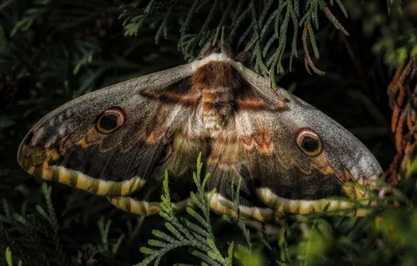 Macro, branches, the dark background, pattern, butterfly, wings, needles, Emperor moth