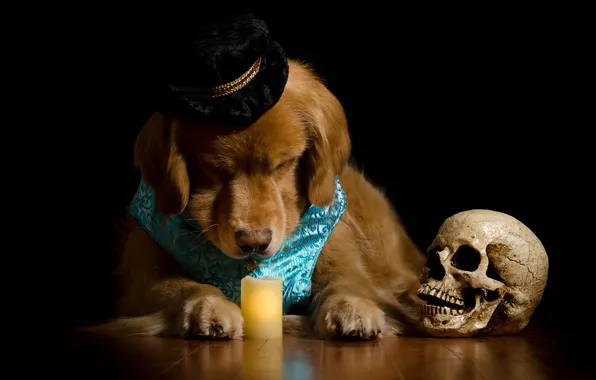 Picture face, skull, portrait, candle, dog, hat, costume, black background
