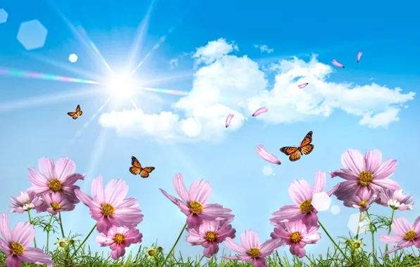 Picture the sun, butterfly, The sky