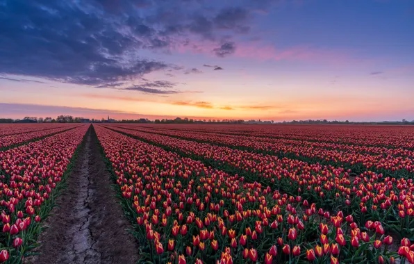 Field, flowers, dawn, morning, tulips, Netherlands, buds, a lot