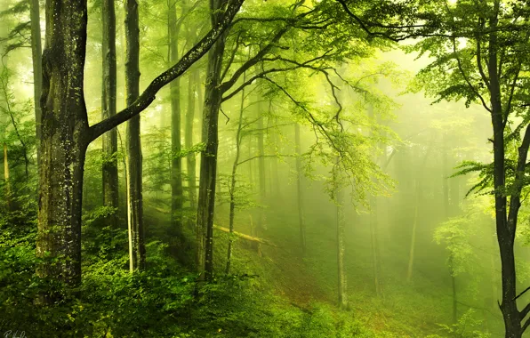 Picture greens, forest, nature, haze