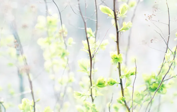 Greens, light, branches, nature, spring, light background, kidney, bokeh