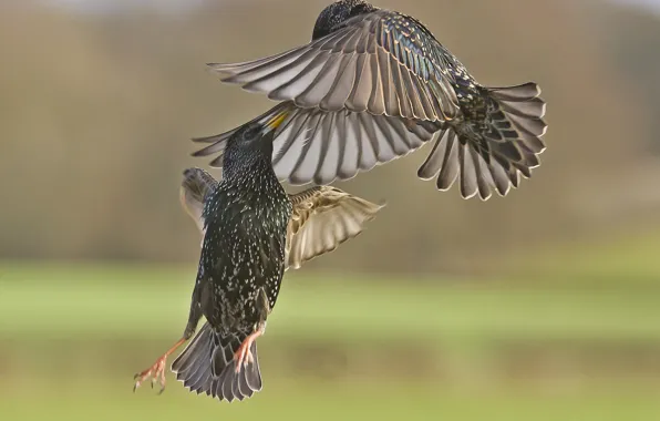 Birds, the battle, in the air, starlings