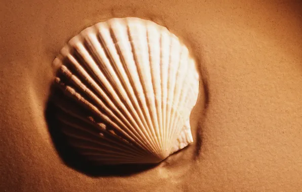 Sand, Shell