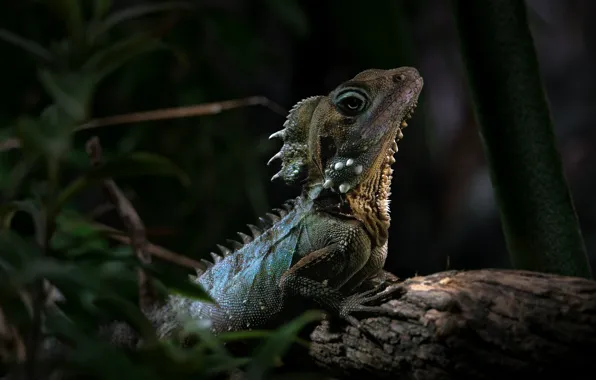 Picture lizard, reptile, the Australian forest dragon, Hypsilurus boy in